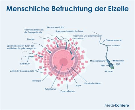 Schema der Befruchtung einer Pflanzenzelle mit Spermien