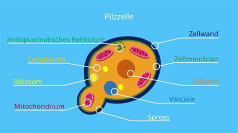 Schema der Wirkungsweise von Fluconazol auf Pilzzellen