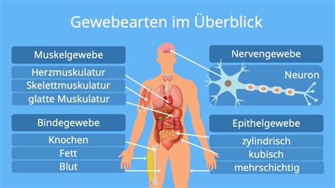 Schema der Kaiserschnittnarbe mit angedeuteten Narbenlinien und umliegendem Gewebe