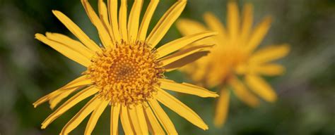 Nahaufnahme einer Arnika-Blüte