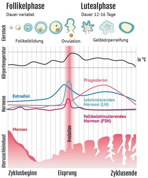 Vergleichstabelle: Zervixschleim und Temperaturverlauf in verschiedenen Zyklusphasen