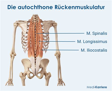 Schema zur Entwicklung der Rückenmuskulatur bei Babys und dem idealen Zeitpunkt für den Wechsel zum Buggy