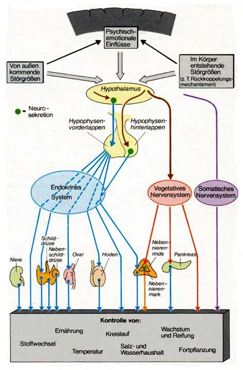 Infografik, die die verschiedenen Übertragungswege von mütterlichen Mikroben auf das Neugeborene zeigt (Muttermilch, Hautkontakt, Vagina etc.)