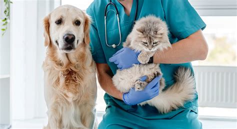 Tierarztpraxis mit Hund und Katze