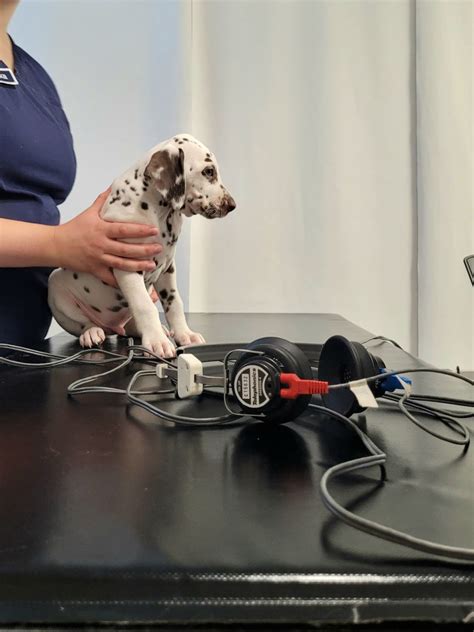 Welpe bei einer tierphysiotherapeutischen Untersuchung