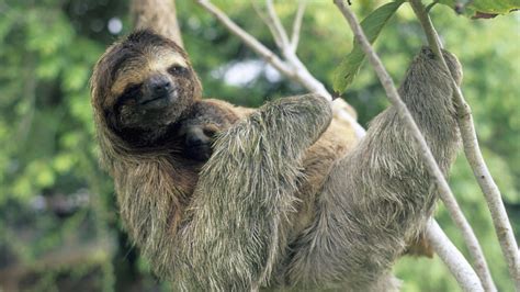 Foto eines Faultier-Babys, das sich an seine Mutter klammert