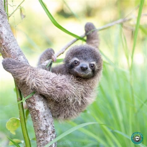 Aufnahme eines Faultier-Babys in einer Schutzeinrichtung des Sloth Institute