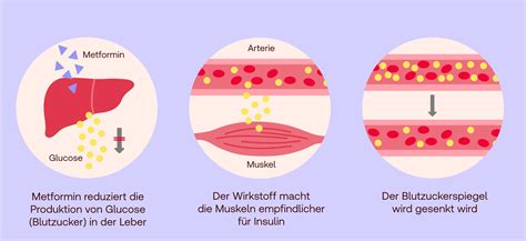 Statistische Darstellung der verbesserten Ovulationsrate durch Metformin bei PCOS im Vergleich zu Placebo.