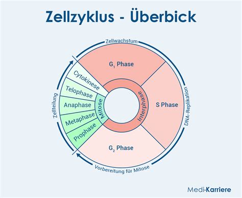 Schema, das die verschiedenen Phasen einer assistierten Reproduktionstherapie darstellt.
