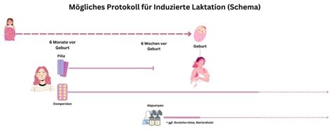 Infografik, die den Prozess der induzierten Laktation und die beteiligten Hormone schematisch darstellt.