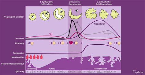 Darstellung des weiblichen Hormonzyklus mit den wichtigsten Hormonen wie FSH, LH, Östrogen und Progesteron
