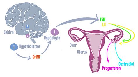 Schema, das die hormonelle Steuerung der Milchbildung während und nach der Schwangerschaft zeigt