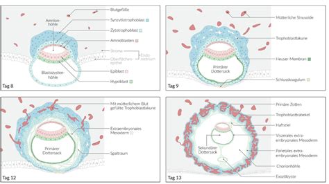 Schema der zweiblättrigen Keimscheibe mit Amnionhöhle und Dottersack