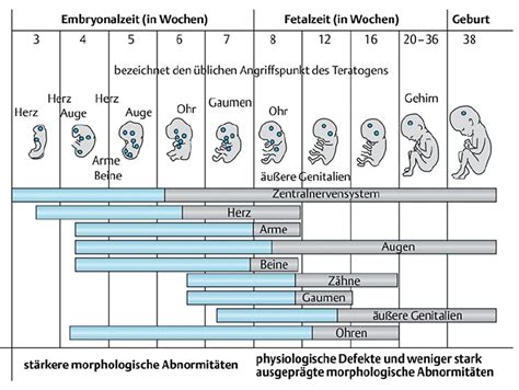 Schematische Darstellung der Körperhöhlenbildung im Embryo