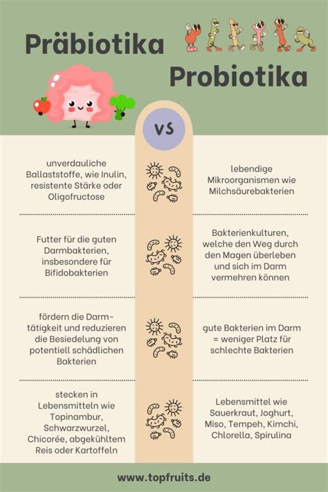 Schema, das die Wirkung von Probiotika und Präbiotika auf die Darmflora zeigt