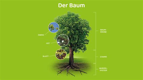 Symbolbild eines Baumes, der für die 