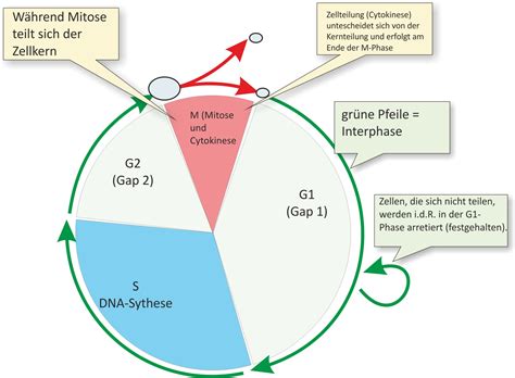 Schema des Zellzyklus mit G1-, S-, G2- und M-Phase