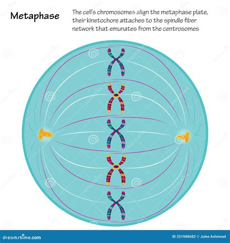 Chromosomen, die sich in der Metaphase in der Äquatorialebene anordnen