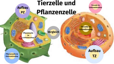 Vergleich der Zytokinese bei tierischen und pflanzlichen Zellen