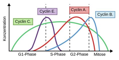 Diagramm, das die Interaktion von Cyclinen und CDKs im Zellzyklus zeigt