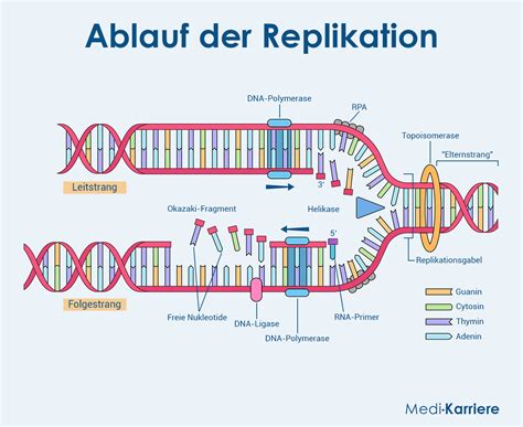 Schema, das den Mechanismus des Nestschutzes durch mütterliche Antikörperübertragung erklärt.