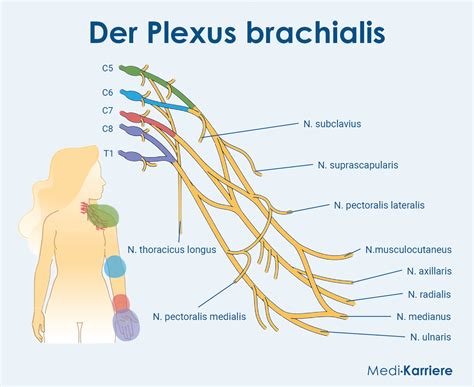 Schema des Plexus brachialis mit den verschiedenen Nervenverläufen