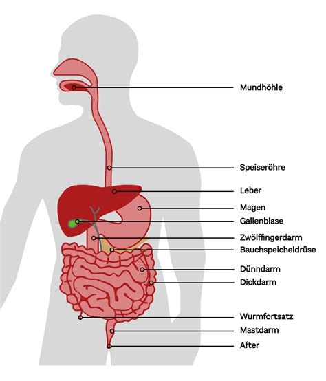 Schema der Verdauung eines Säuglings mit Hervorhebung möglicher Engstellen bei Verstopfung