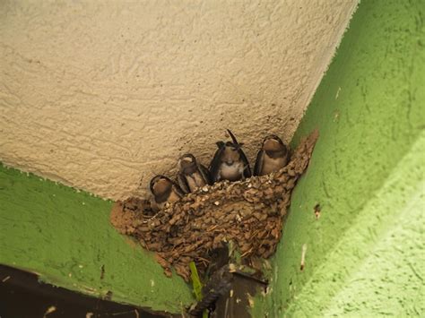 Foto eines Schwalbenküken in einer kleinen, gut gepolsterten Box mit Nestmaterial