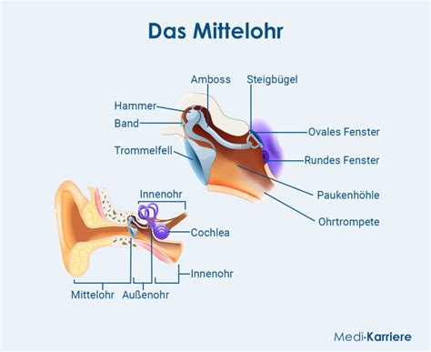 Schemazeichnung des kindlichen Ohres mit Darstellung der Verbindung zum Nasenrachenraum (Ohrtrompete).