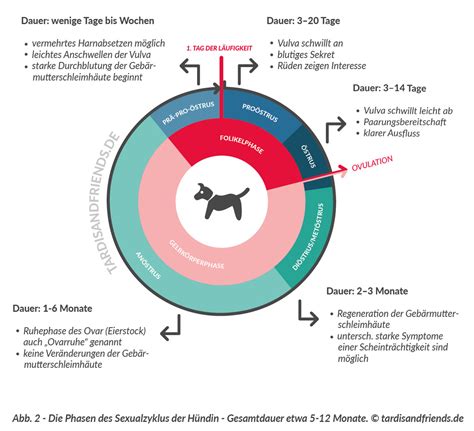Schema der drei Trächtigkeitsphasen bei Hündinnen mit Hervorhebung der wichtigsten Entwicklungsstadien.