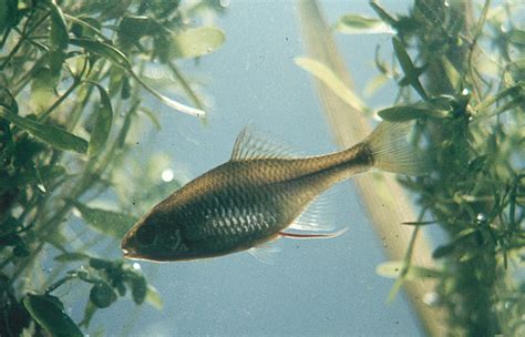 Foto eines Bitterlings mit hervorgehobener Legeröhre