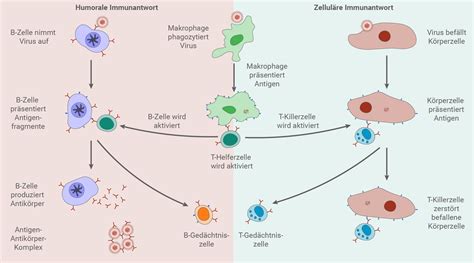 Infografik, die die Bedeutung des Rhesusfaktors und der Röteln-Immunität erklärt